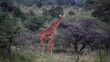 Peaceful giraffe grazing on a tall acacia tree in the wilderness of Africa, savanna