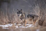 Fototapeta Zwierzęta - wilk wolf canis lupus