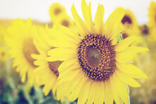 Sunflowers  In Garden With Soft Focus.Vintage And Retro Filter.