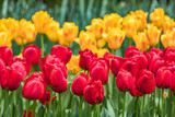 Fototapeta Tulipany - Colourful tulips