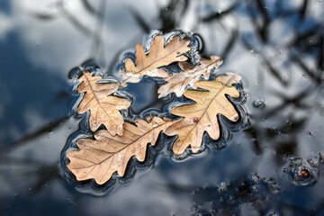 Oak leaves on the water surface with water drops, top view