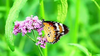 Wall Mural - Thai butterfly in pasture VERBENA BONARIENSIS flowers Insect outdoor nature