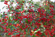 Bokeh Background Of A Brilliant Red Chokeberry Aronia Arbutifolia Bursting With Red Berries.