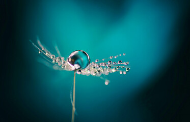 Wall Mural - A drop of water on dandelion parachute on beautiful dark blue background. Bright elegant colorful artistic image of beauty of nature.