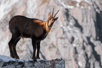 Chamois of the central apennines