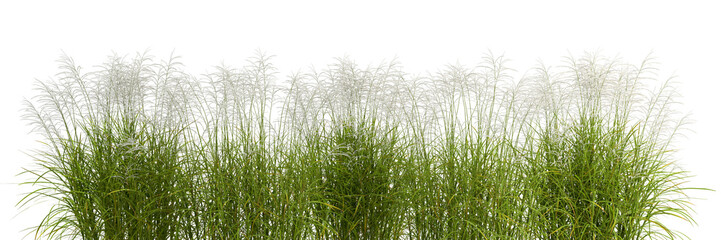 Wall Mural - green grass field meadow cut out backgrounds transparent 3d rendering png file