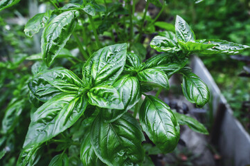 basil in the garden. ripening in the rain on the beautiful lush green garden basil