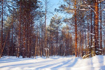 Canvas Print - Clear shadows from the trees