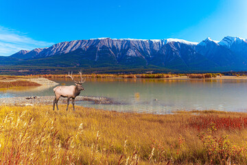 Canvas Print - Deer grazing on the lake