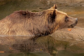Wall Mural - Brown grizzly bear resting its head on a rock at the edge of a swimming hole in daylight