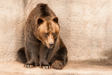 Wall Mural - Brown grizzly bear sitting on a boulder at the Cleveland Metropark Zoo in daylight