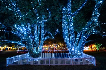 Oak trees in the park decorated with Christmas lights, Florida, USA