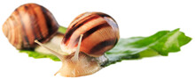 Natural Small Garden Snail On The Desk On The Wet Leaves