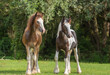 Weanling Gypsy Vanner Horse colt and filly foal buddies