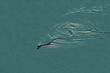 Ilustracja zaskroniec wijący się na wodzie.
