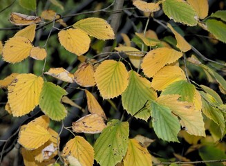 Wall Mural - green and yellow foliage of Corylopsis sinensis tree at autumn