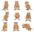 Funny Quokka as Short-tailed Scrub Wallaby with Rounded Ears in Different Pose Vector Set