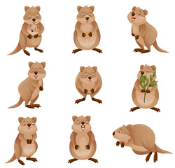 Wall Mural - Funny Quokka as Short-tailed Scrub Wallaby with Rounded Ears in Different Pose Vector Set