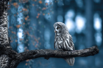 great grey owl