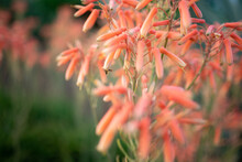 Aloe Vera Pink-orange Flowers Pollinated By A Bee - Closeup