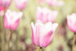 Pink tulip on a blurred background.