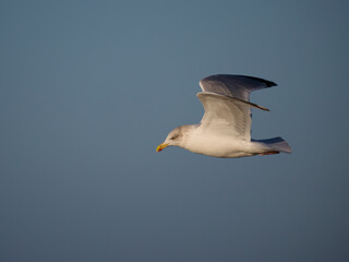 Sticker - Herring gull, Larus argentatus,