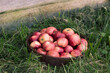 Freshly picked apples in a basket in green grass.