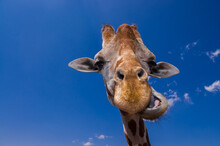 Giraffe Close Up While Chewing