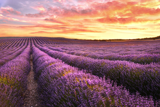 lavender field at sunrise in provance