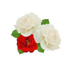 Poster - three roses on transparent background