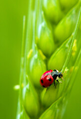 Wall Mural - red ladybug on a green leaf