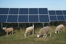 Herd Of Sheep Grazing On Solar Power Plant In Germany
