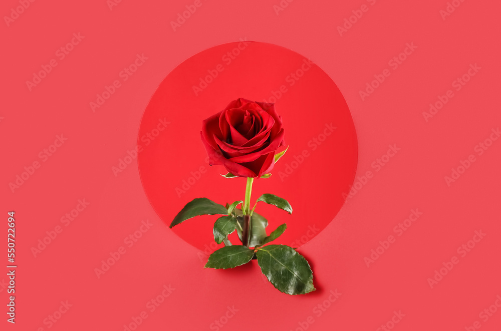 Fresh rose flower on red background