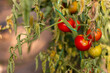 Tomato plant disease. Physiological disorder in tomato, caused by calcium deficiency.