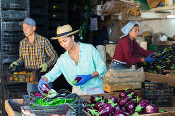 Wall Mural - Asian woman sorting and girl packing eggplants. Man with box of tomatoes in background.