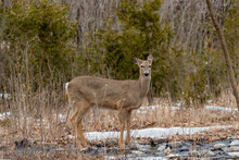 Urban White-tailed Deer In Winter Snow