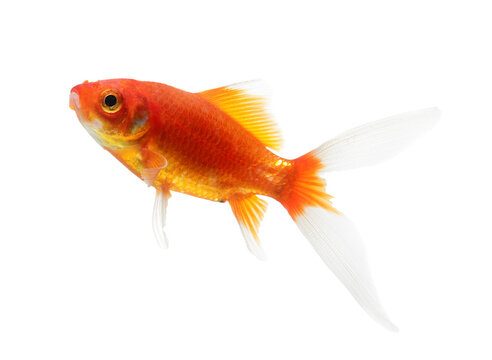 Gold fish Isolation on  transparent png