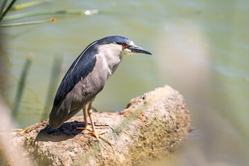 Wall Mural - Black-crowned night heron (Nycticorax nycticorax) stands on the shore of a lake.