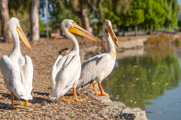 Wall Mural - Three white American pelicans stand on the shore of Lake Elizabeth in Fremont Central Park.