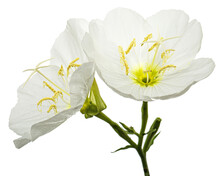 Two White Flower Of Oenothera, Isolated On White Background