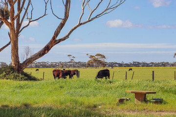 cows in a field