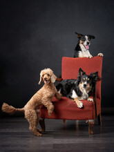 Dogs In The Chair. Retro Picture With Pets. Border Collie And Poodle On A Red Chair In Studio