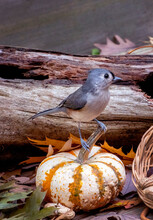 Baby Bird  Called A Tuffted Titmouse, Stands On A Tiny Pumpkin