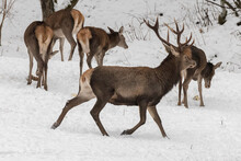Red Deer On Snow Background