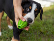 A puppy of the Sennenhund Entlebucher breed studies teams with a ball in a playful way. Training of young pets.