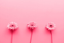 Three Gerbera Daisies In A Raw Toned With Viva Magenta Color