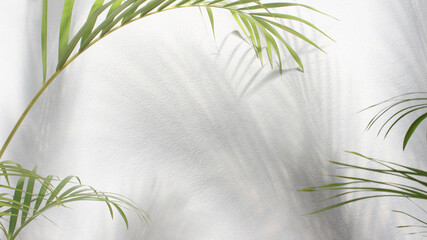 Wall Mural - green leaf of palm tree with shadow on white background