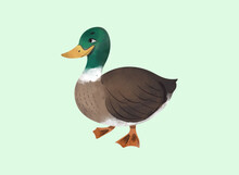 Duck Design Vector Illustration