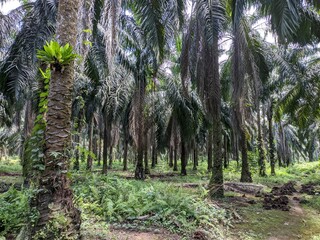 old oil palm plantation in south kalimantan