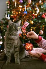 Wall Mural - Cat and hand hold glass ball against decorated Christmas tree, abstract blurred background. Christmas, New Year holidays. festive winter season